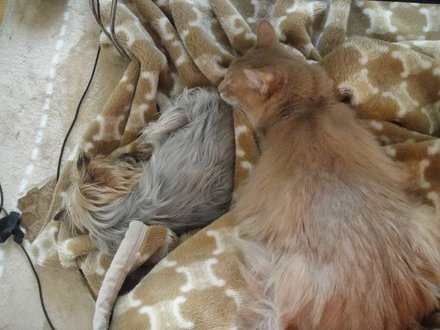 20110300701.jpg