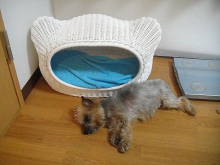 2011061903.jpg