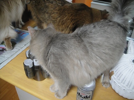 20110800702.jpg