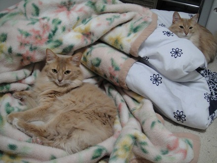 2013030601.jpg
