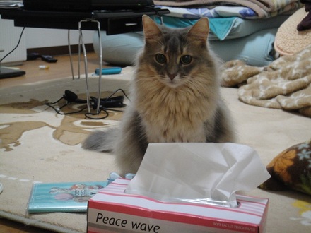 2013031404.jpg