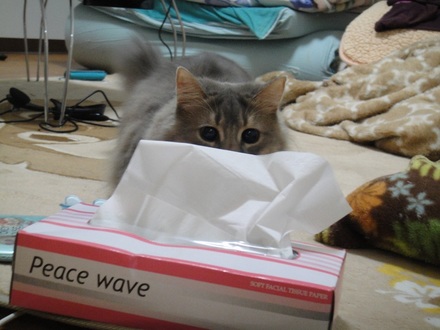 2013031405.jpg