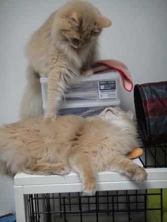 2013031801.jpg