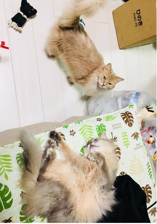 2018081902.jpg