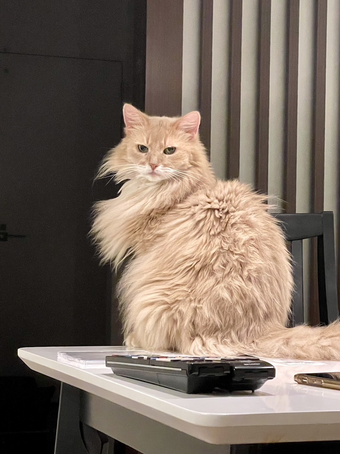 ☆ソマリ猫です。: ソマリ猫そま吉のブログ